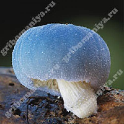 Какие грибы относятся к трубчатым. 01 Какие грибы относятся к трубчатым. 01