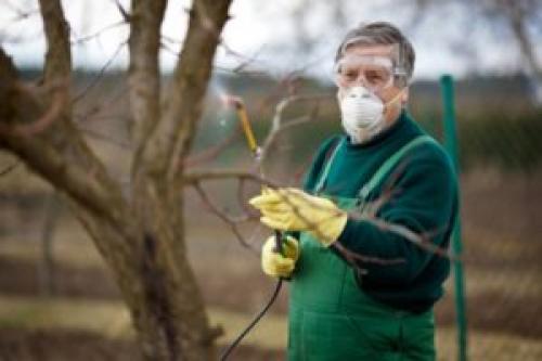 Когда утеплять персик на зиму. Особенности ухода за персиком осенью и при его подготовке к зиме — общие советы и рекомендации