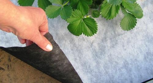 Когда укрывать клубнику спанбондом. Клубника под спанбондом: преимущества