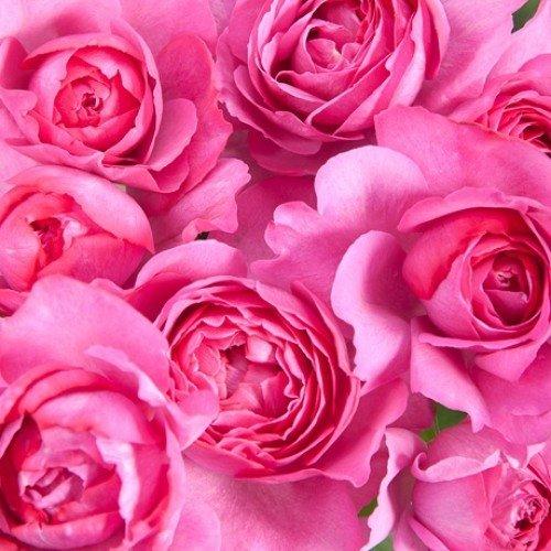 Розы при. А вы умеете выбирать свежие розы? Давайте проверим) 7 лайфхаков и мифы покупателей