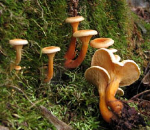 Ложная лисичка съедобный или нет. Как отличить ложные лисички