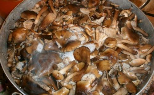 Опята жареные с мясом. Свинина с опятами и сметаной на сковороде