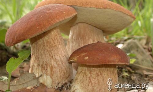 Какие грибы растут поздней осенью. Осенние грибы. Правила сбора