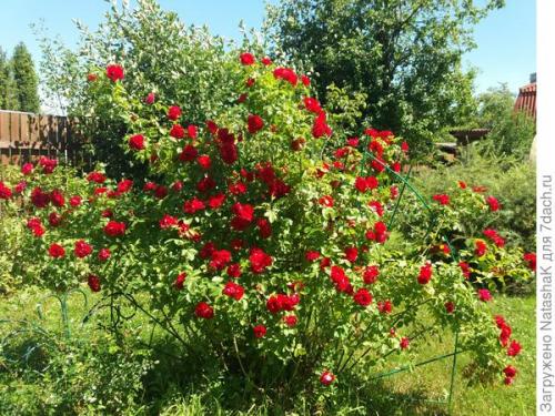 Укрытие роз на зиму спанбондом. Укрытие роз на зиму – забота и любовь