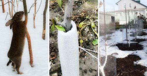 Как защитить корни яблони от грызунов. Защита сада зимой от мышей, крыс и зайцев. Эффективные народные способы