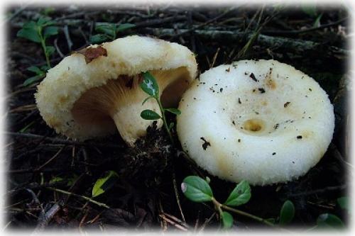 Какие грибы растут в сосновом лесу. Характерные признаки съедобных грибов и их описание