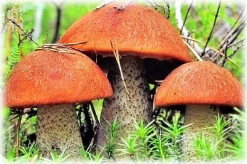 Какие грибы растут в сосновом лесу. Характерные признаки съедобных грибов и их описание