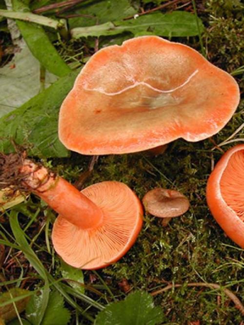 Ложное ли. Рыжики грибы ложные. Рыжик настоящий и волнушка. Ложный Рыжик. Оранжевый гриб похожий на волнушку.