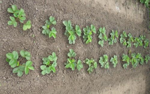 Как укрыть клубнику в теплице на зиму. Укрываем клубнику на зиму: как когда и чем правильнее это сделать?