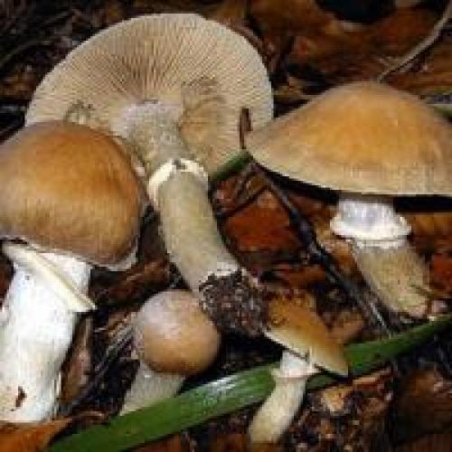 Грибы колокольчики. Колпак кольчатый
