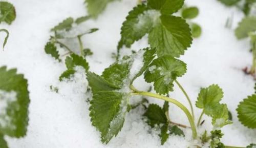 При какой температуре вымерзает клубника. Есть ли смысл в укрытии клубники на зиму?! Полезные советы для сохранения ягоды