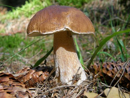 Белый гриб. Боровик — белый гриб