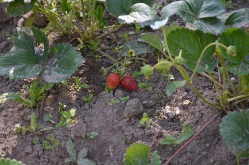 Клубника под зиму. Как подготовить ремонтантную клубнику к зиме