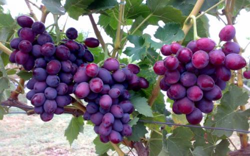 Какую температуру выдерживает виноград без укрытия. При какой температуре укрывают виноград