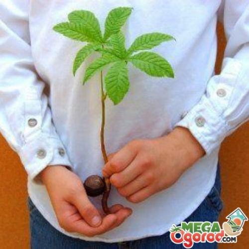 Росток каштана. Как прорастить каштан в домашних условиях?