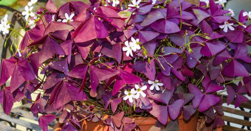 Комнатное растение дерево счастья. 10 комнатных растений, приносящих счастье и благополучие в дом 19 Комнатное растение дерево счастья. 10 комнатных растений, приносящих счастье и благополучие в дом 19