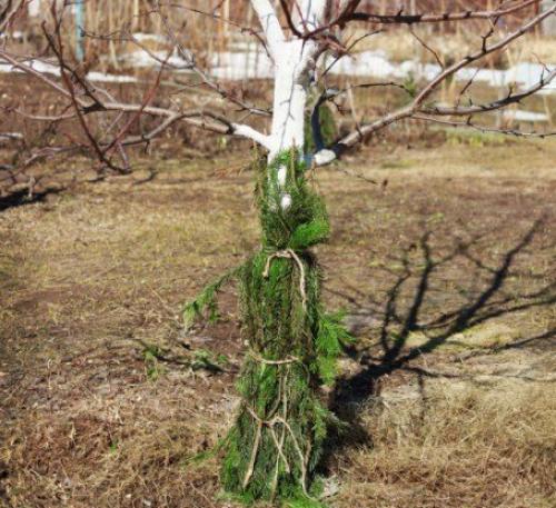 Как защитить корни яблони от грызунов. Защита сада зимой от мышей, крыс и зайцев. Эффективные народные способы