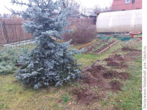 Укрытие роз на зиму спанбондом. Укрытие роз на зиму – забота и любовь