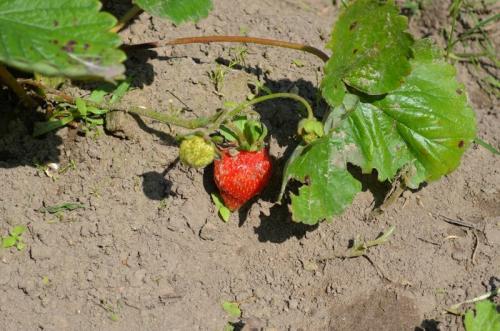 Клубника под зиму. Как подготовить ремонтантную клубнику к зиме
