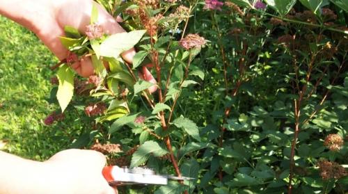 Обрезка спиреи весеннего срока цветения. Обрезка спиреи после цветения: правила и схема