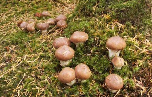 Ложные маслята. Как распознать ложные маслята