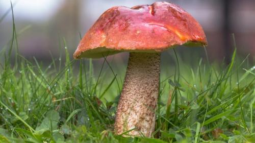 Грибы с красными шляпками. С красной шляпкой