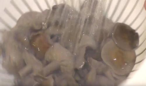 Блюда из рядовок. Рецепты приготовления блюд из лиловых рядовок