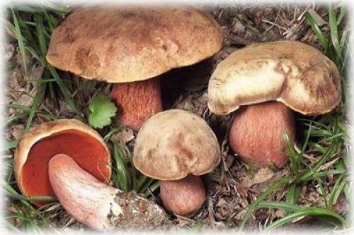 Какие грибы растут в сосновом лесу. Характерные признаки съедобных грибов и их описание