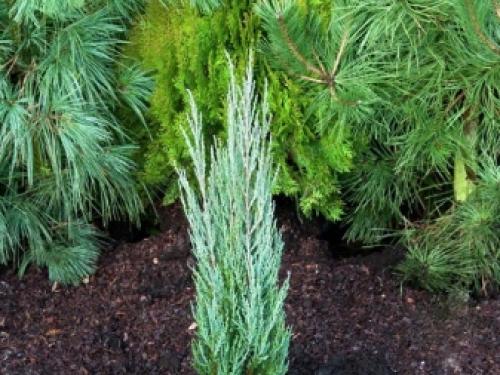 Можно ли можжевельник сажать осенью. Можно ли в сентябре сажать Можжевельник? 06