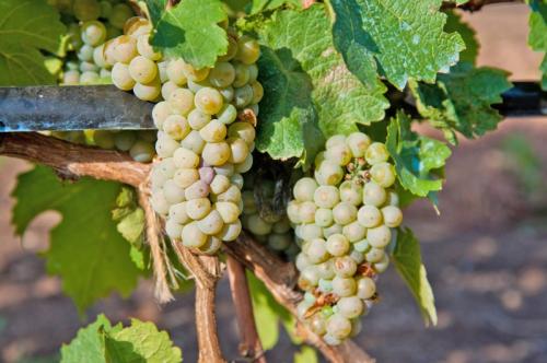 Работы в сентябре на винограднике. Что нужно делать с кустами винограда осенью 01