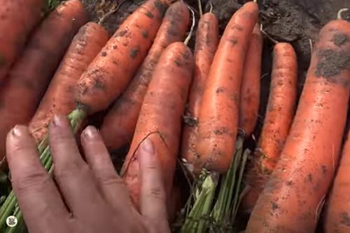 Морковь убирать. Приветствую вас на моём канале. уважаемые читатели!