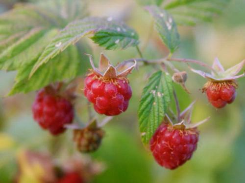 Чем подкормить малину ремонтантную в августе. Летние сорта малины: обрезка, уход и обработка 19 Чем подкормить малину ремонтантную в августе. Летние сорта малины: обрезка, уход и обработка 19