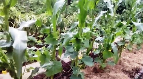 Можно ли сажать укроп с огурцами. Хорошие соседи в открытом грунте