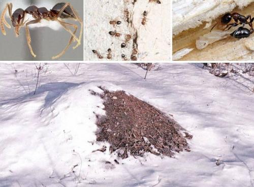 Как избавиться ОТ ТЛИ и муравьев. Как бороться с муравьями и тлей в саду и на даче