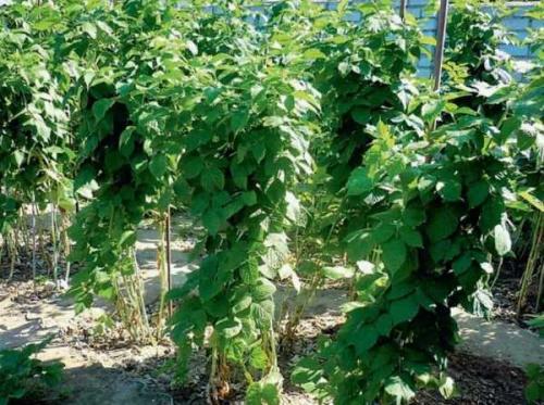 Чем подкормить малину ремонтантную в августе. Летние сорта малины: обрезка, уход и обработка 09 Чем подкормить малину ремонтантную в августе. Летние сорта малины: обрезка, уход и обработка 09