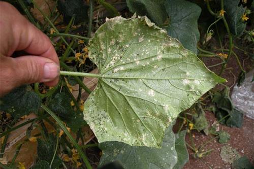 Народные средства ОТ ТЛИ на помидорах и огурцах. Как избавиться ОТ ТЛИ на огурцах в теплице