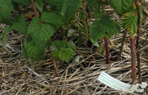 Летняя подкормка малины. Подкормка садовой малины с весны до осени