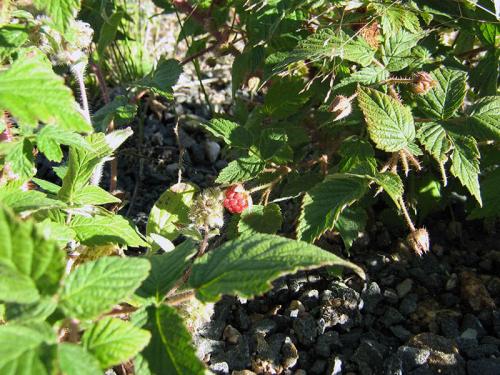 Чем подкормить малину ремонтантную в августе. Летние сорта малины: обрезка, уход и обработка 20 Чем подкормить малину ремонтантную в августе. Летние сорта малины: обрезка, уход и обработка 20