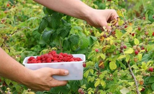Летняя подкормка малины. Подкормка садовой малины с весны до осени