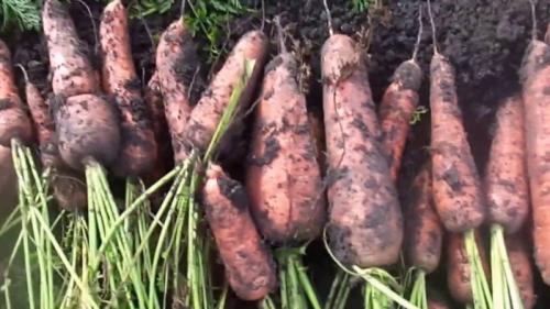 Как правильно убирать морковь. Подготовка к уборке и сроки