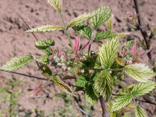 Летняя подкормка малины. Подкормка садовой малины с весны до осени
