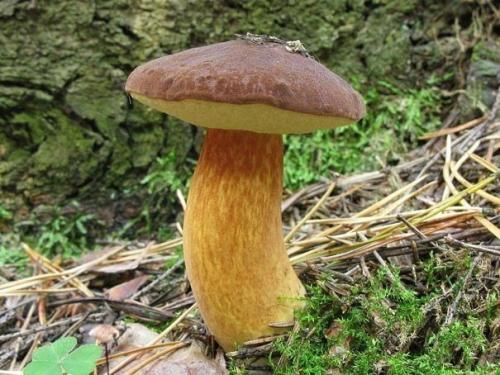 Польские боровики съедобные или нет. Польский гриб