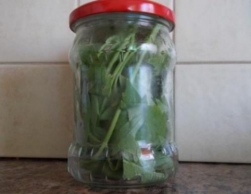 Как сохранить петрушку на долгое время. Чтобы зелень была свежей