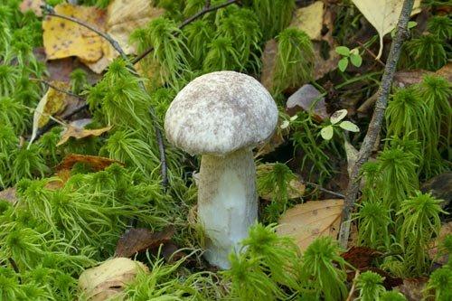 Какие грибы растут в березах. Подберезовик - описание, фото, свойства, виды, где растут