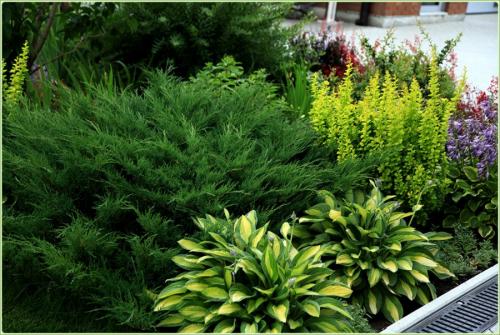 Как красиво посадить можжевельник. Можжевельник: правила посадки, ухода и размножения. 80 фото применения кустарника в дизайне