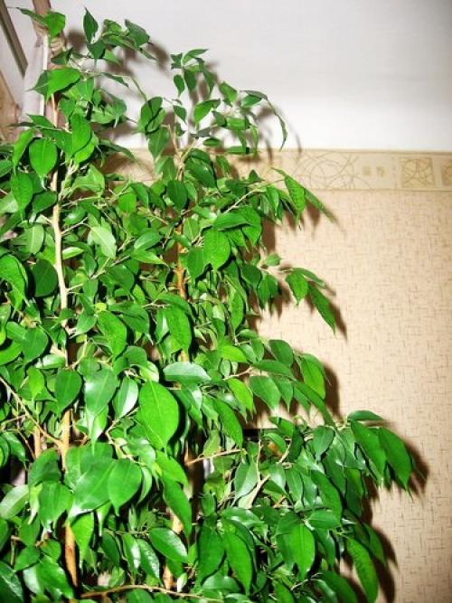 Как заставить фикус дать боковые побеги. Как заставить старый фикус обрасти снизу новыми ветками?