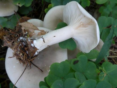 Рядовка серая. ТОП 6 съедобных Рядовок, которые нужно знать в лицо. Част. 