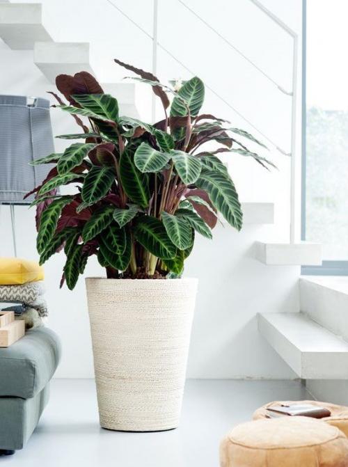 Дерево счастья комнатное растение уход. 10 комнатных растений, притягивающих любовь и благополучие в семье