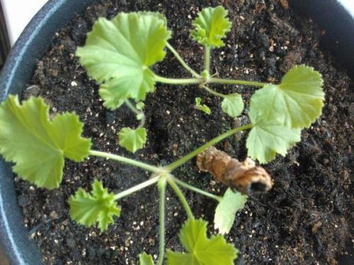 Борная кислота для герани. 