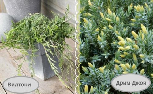 Можжевельник размножение. Успешное размножение можжевельника черенкованием: правила и сроки